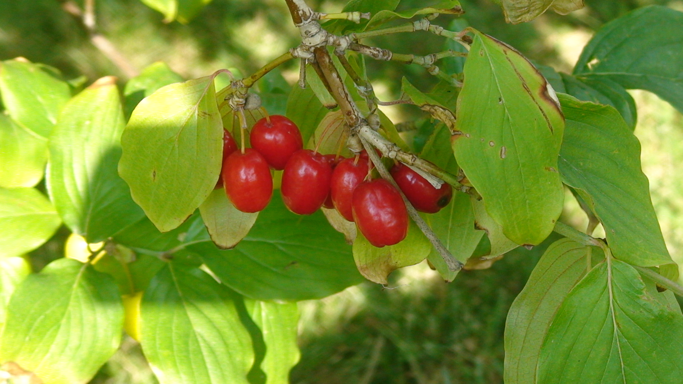 Cornelian cherry